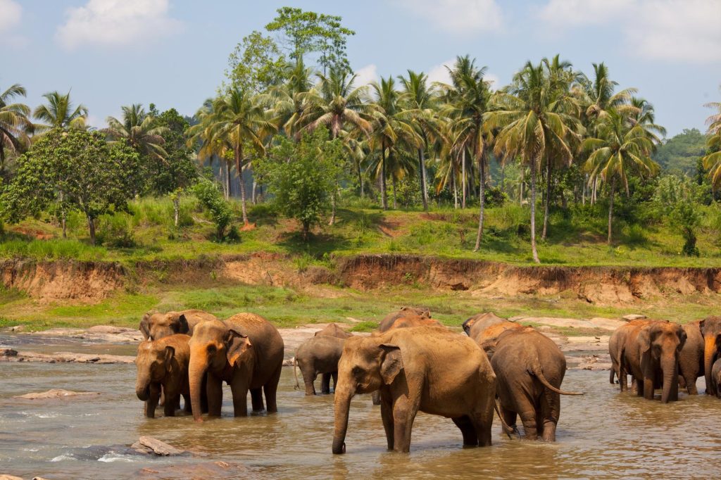 Assam