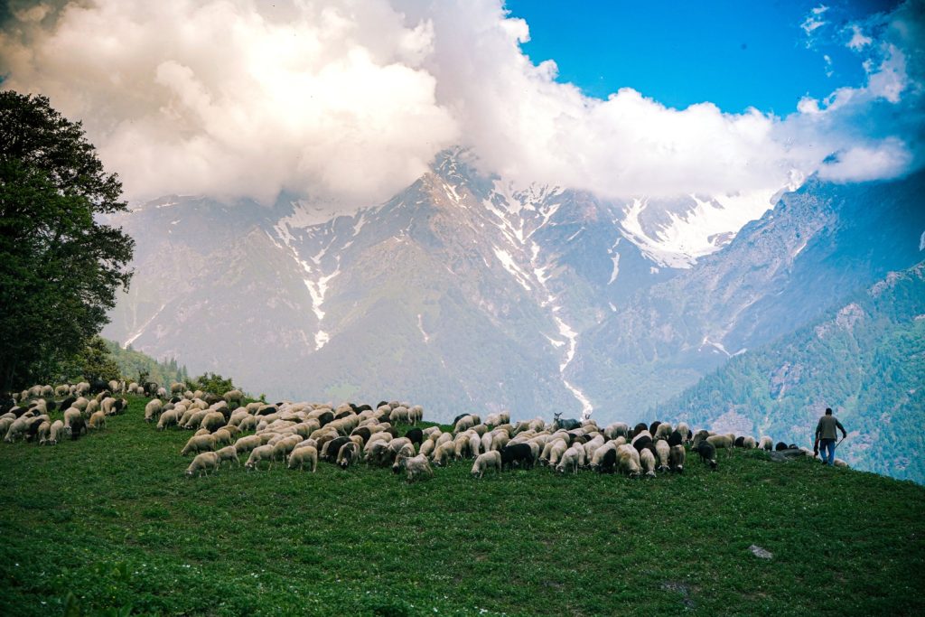 Gurso Bugyal auli (4)